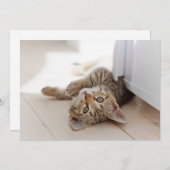 Niedliche Kleintiere | Kurzhaar Tabby Kitten Dankeskarte (Vorne/Hinten)