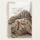 Niedliche Kleintiere | Kurzhaar Tabby Kitten Planer (Vorderseite)