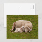 Niedliche Kleintiere | Lächelndes Schlachthaus Postkarte (Vorne/Hinten)