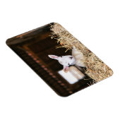 Niedliche Kleintiere | Lamm Magnet (Rechte Seite)