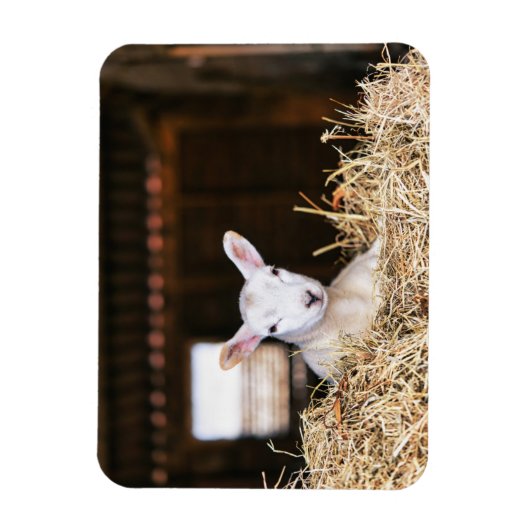 Niedliche Kleintiere | Lamm Magnet (Vertikal)