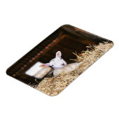 Niedliche Kleintiere | Lamm Magnet (Linke Seite)