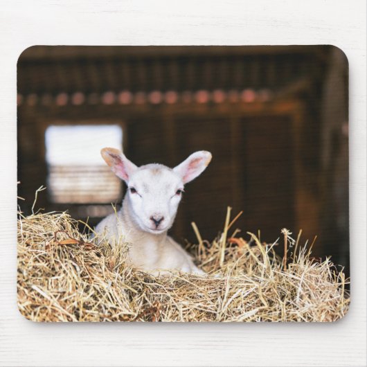 Niedliche Kleintiere | Lamm Mousepad (Vorne)