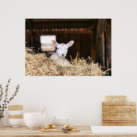 Niedliche Kleintiere | Lamm Poster (Küche)