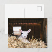 Niedliche Kleintiere | Lamm Postkarte (Vorne/Hinten)