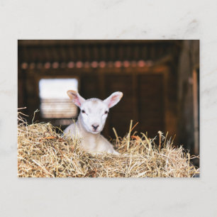 Niedliche Kleintiere   Lamm Postkarte