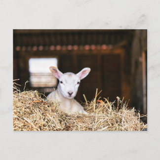 Niedliche Kleintiere | Lamm Postkarte