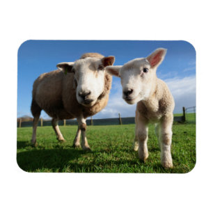 Niedliche Kleintiere   Lamm und Mama Magnet