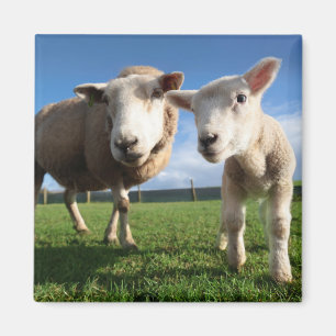 Niedliche Kleintiere   Lamm und Mama Magnet