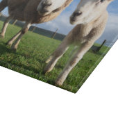 Niedliche Kleintiere | Lamm und Mama Schneidebrett (Ecke)