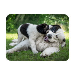 Niedliche Kleintiere   Landseer Puppy Magnet