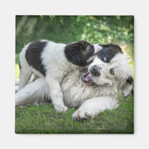 Niedliche Kleintiere   Landseer Puppy Magnet