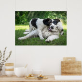 Niedliche Kleintiere | Landseer Puppy Poster (Küche)
