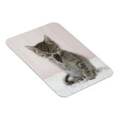 Niedliche Kleintiere | Licking Tabby Kitten Magnet (Rechte Seite)