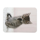 Niedliche Kleintiere | Licking Tabby Kitten Magnet (Horizontal)