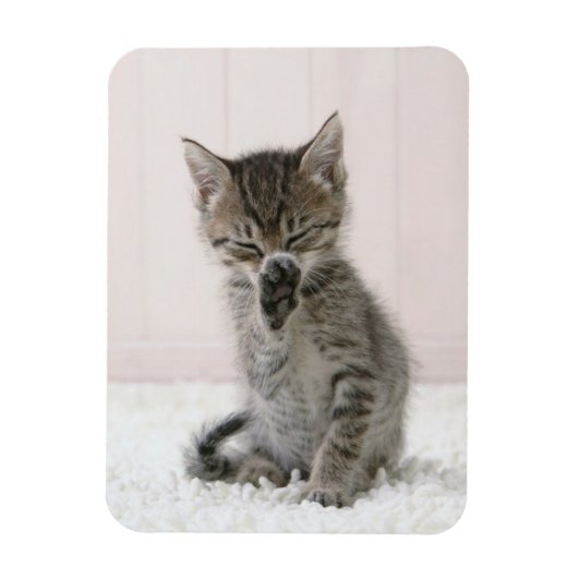 Niedliche Kleintiere | Licking Tabby Kitten Magnet (Vertikal)