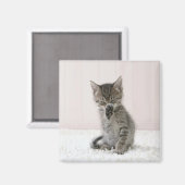Niedliche Kleintiere | Licking Tabby Kitten Magnet (Vorderseite/Rückseite)