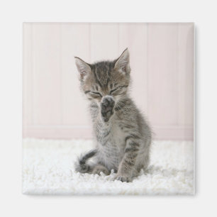 Niedliche Kleintiere Licking Tabby Kitten Magnet
