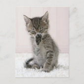 Niedliche Kleintiere | Licking Tabby Kitten Postkarte (Vorderseite)