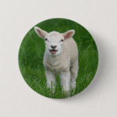 Niedliche Kleintiere | Lil Lamb Button (Vorderseite)