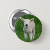 Niedliche Kleintiere | Lil Lamb Button (Vorne & Hinten)