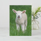 Niedliche Kleintiere | Lil Lamb Dankeskarte (Stehend Vorderseite)