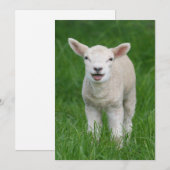 Niedliche Kleintiere | Lil Lamb Dankeskarte (Vorne/Hinten)