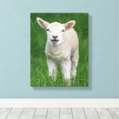 Niedliche Kleintiere | Lil Lamb Leinwanddruck (Insitu (Holzboden))