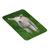 Niedliche Kleintiere | Lil Lamb Magnet (Rechte Seite)