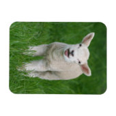 Niedliche Kleintiere | Lil Lamb Magnet (Horizontal)