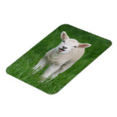 Niedliche Kleintiere | Lil Lamb Magnet (Linke Seite)