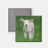 Niedliche Kleintiere | Lil Lamb Magnet (Vorderseite/Rückseite)
