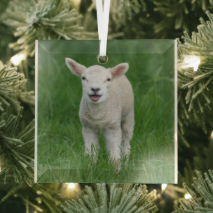Niedliche Kleintiere   Lil Lamb Ornament Aus Glas
