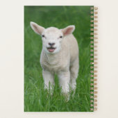 Niedliche Kleintiere | Lil Lamb Planer (Rückseite)