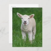 Niedliche Kleintiere | Lil Lamb Postkarte (Vorne/Hinten)
