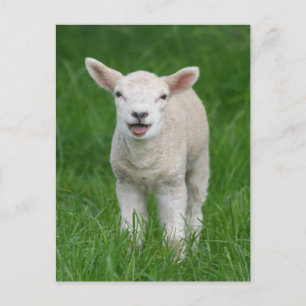 Niedliche Kleintiere   Lil Lamb Postkarte