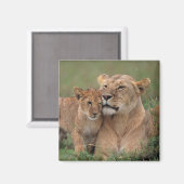 Niedliche Kleintiere | Lion Cub & Mother Magnet (Vorderseite/Rückseite)