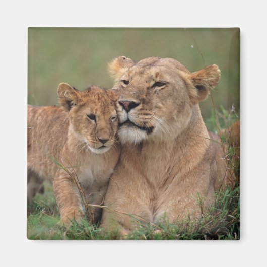 Niedliche Kleintiere | Lion Cub & Mother Magnet (Vorne)