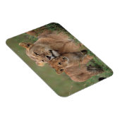 Niedliche Kleintiere | Lion Cub & Mother Magnet (Rechte Seite)