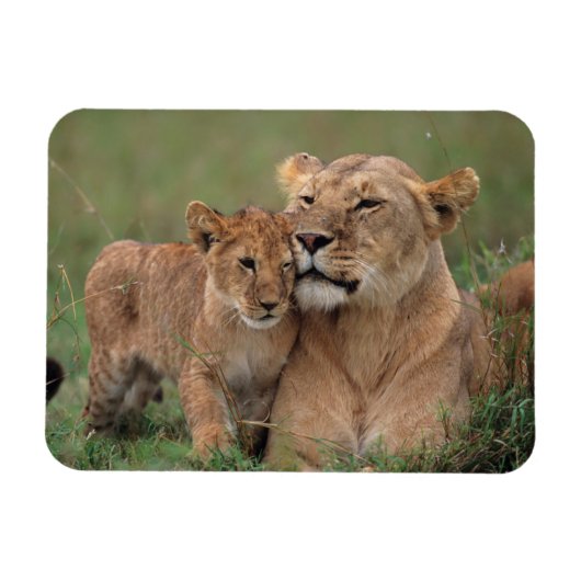 Niedliche Kleintiere | Lion Cub & Mother Magnet (Horizontal)
