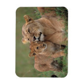 Niedliche Kleintiere | Lion Cub & Mother Magnet (Vertikal)
