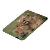 Niedliche Kleintiere | Lion Cub & Mother Magnet (Linke Seite)