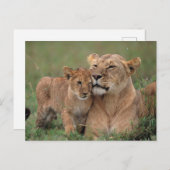 Niedliche Kleintiere | Lion Cub & Mother Postkarte (Vorne/Hinten)