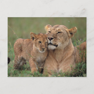 Niedliche Kleintiere | Lion Cub & Mother Postkarte