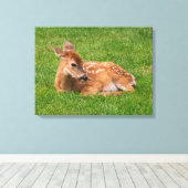 Niedliche Kleintiere | Little Fawn Leinwanddruck (Insitu (Holzboden))