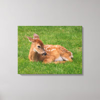 Niedliche Kleintiere | Little Fawn