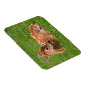 Niedliche Kleintiere | Little Fawn Magnet (Rechte Seite)
