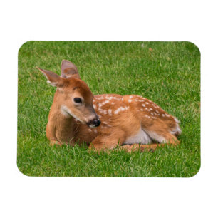 Niedliche Kleintiere   Little Fawn Magnet