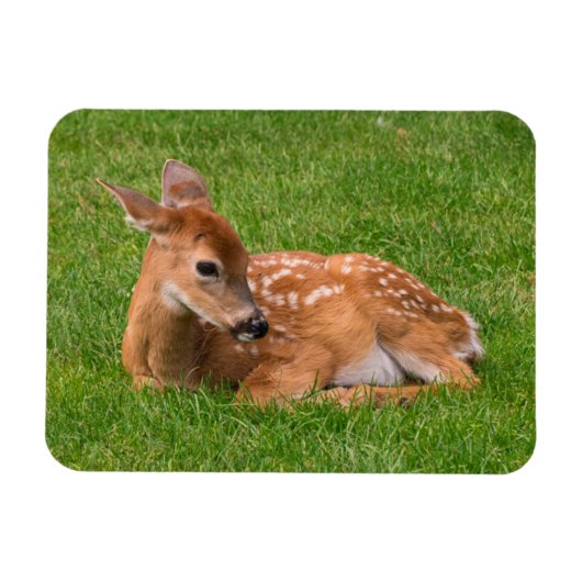 Niedliche Kleintiere | Little Fawn Magnet (Horizontal)