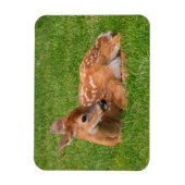 Niedliche Kleintiere | Little Fawn Magnet (Vertikal)